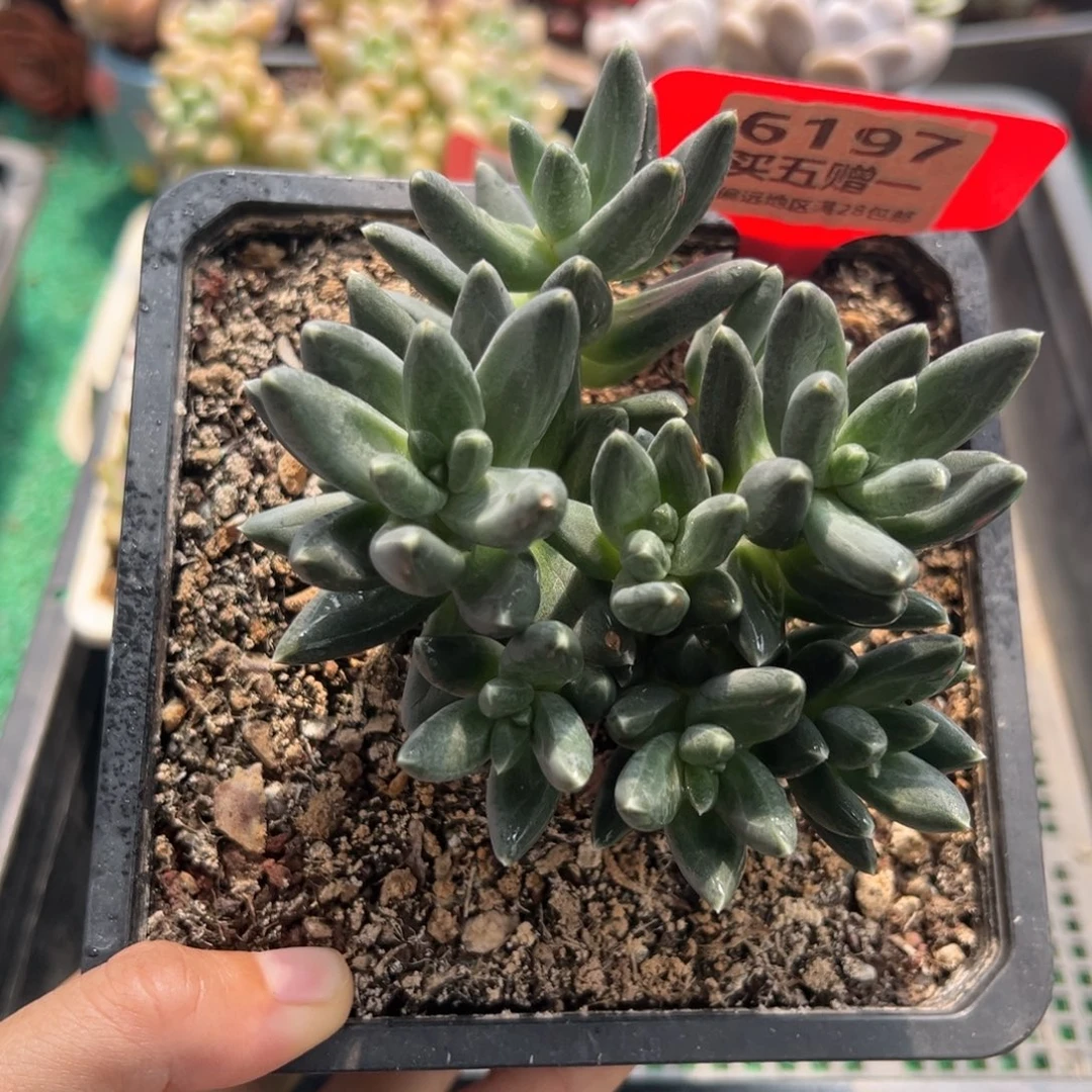 表妹精品多肉植物6197.
