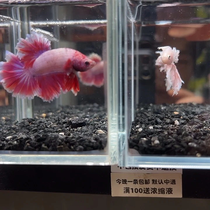 斗鱼竞拍跑单拉黑30日52+147