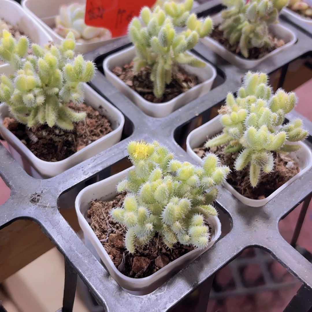 精品雷同锦多肉植物