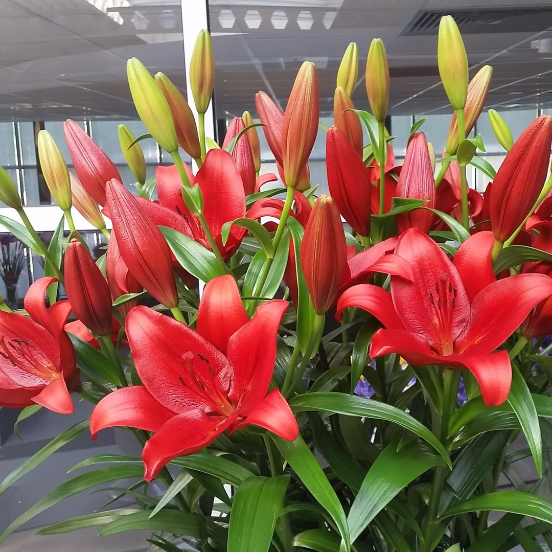 【卡拉比拉13/14】（5颗，10颗）LA系列荷兰进口亚洲百合种球无香