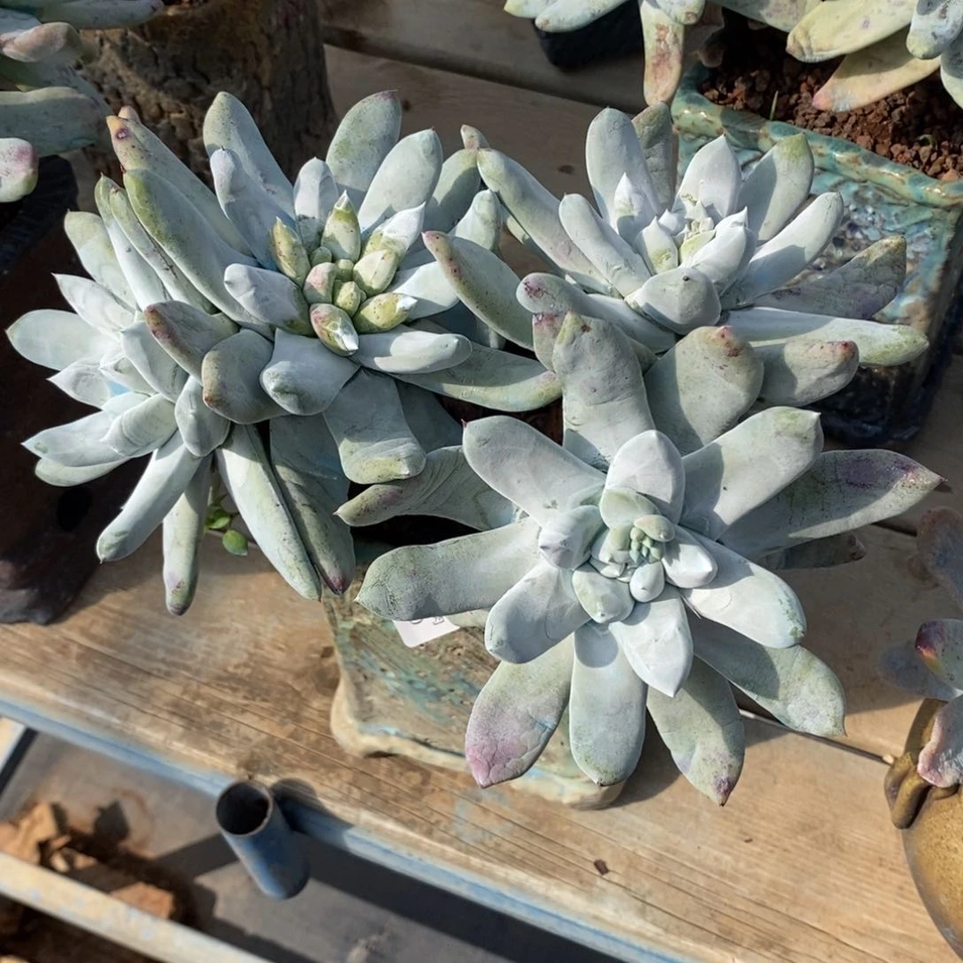 40号拇指群粗腿子