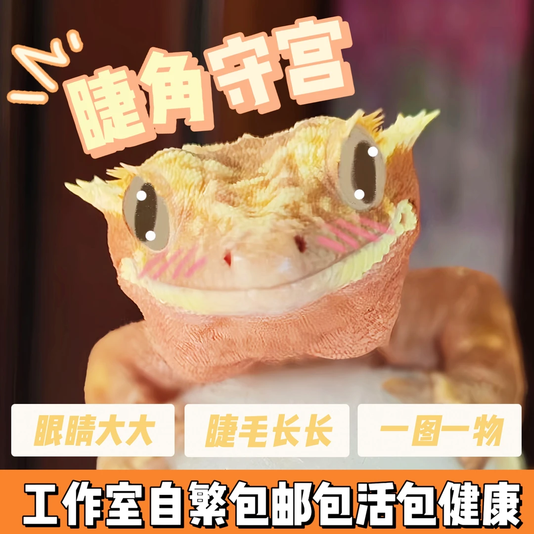 睫角守宫活体爬宠奶油莉莉白新手入门成体幼苗温顺懒人宠物