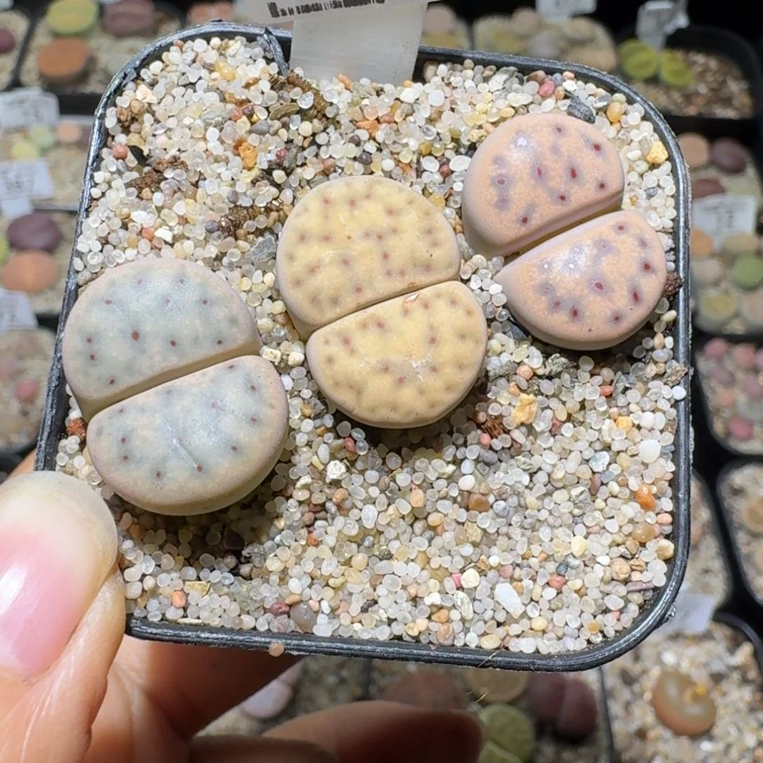 Sss清仓便宜出了437