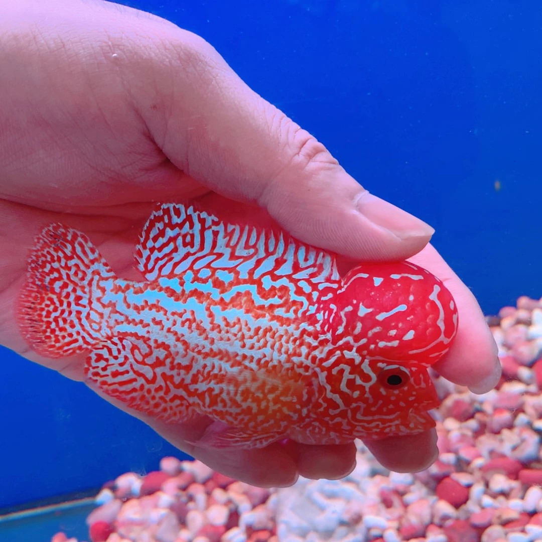 罗汉鱼A****好赛品高货火风罗汉鱼