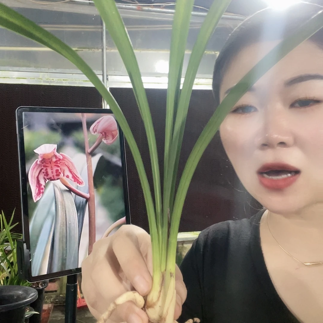当前无花栽培后可以开花