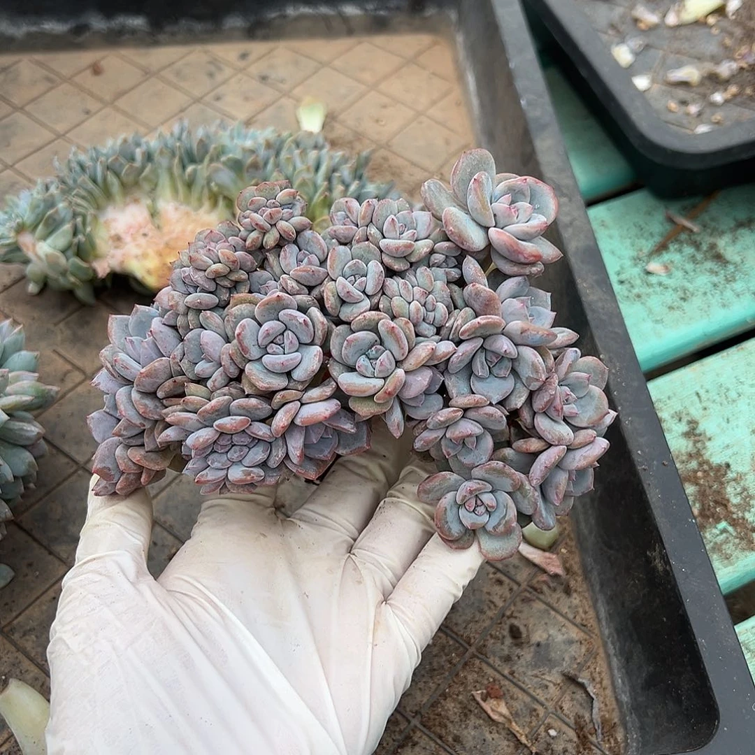 K*点赞专拍石榴籽星影缀