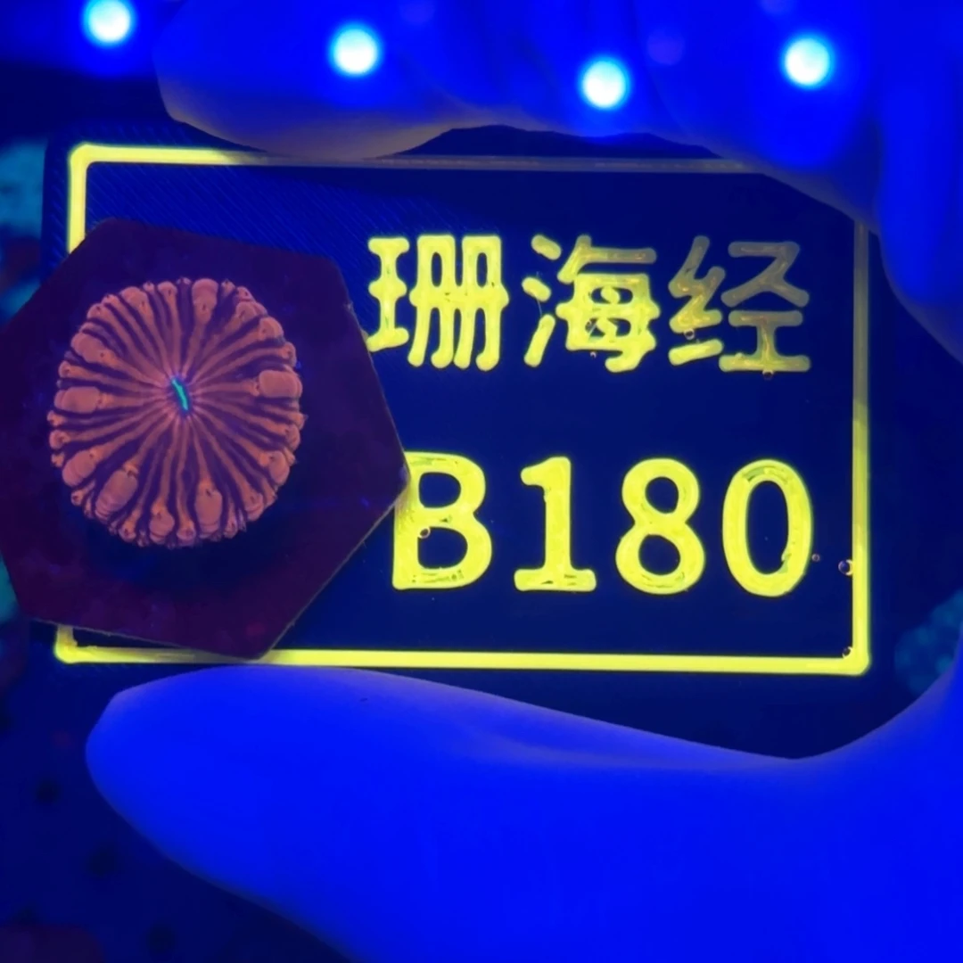 纽扣珊瑚派*星又又不包邮纽扣脑B180