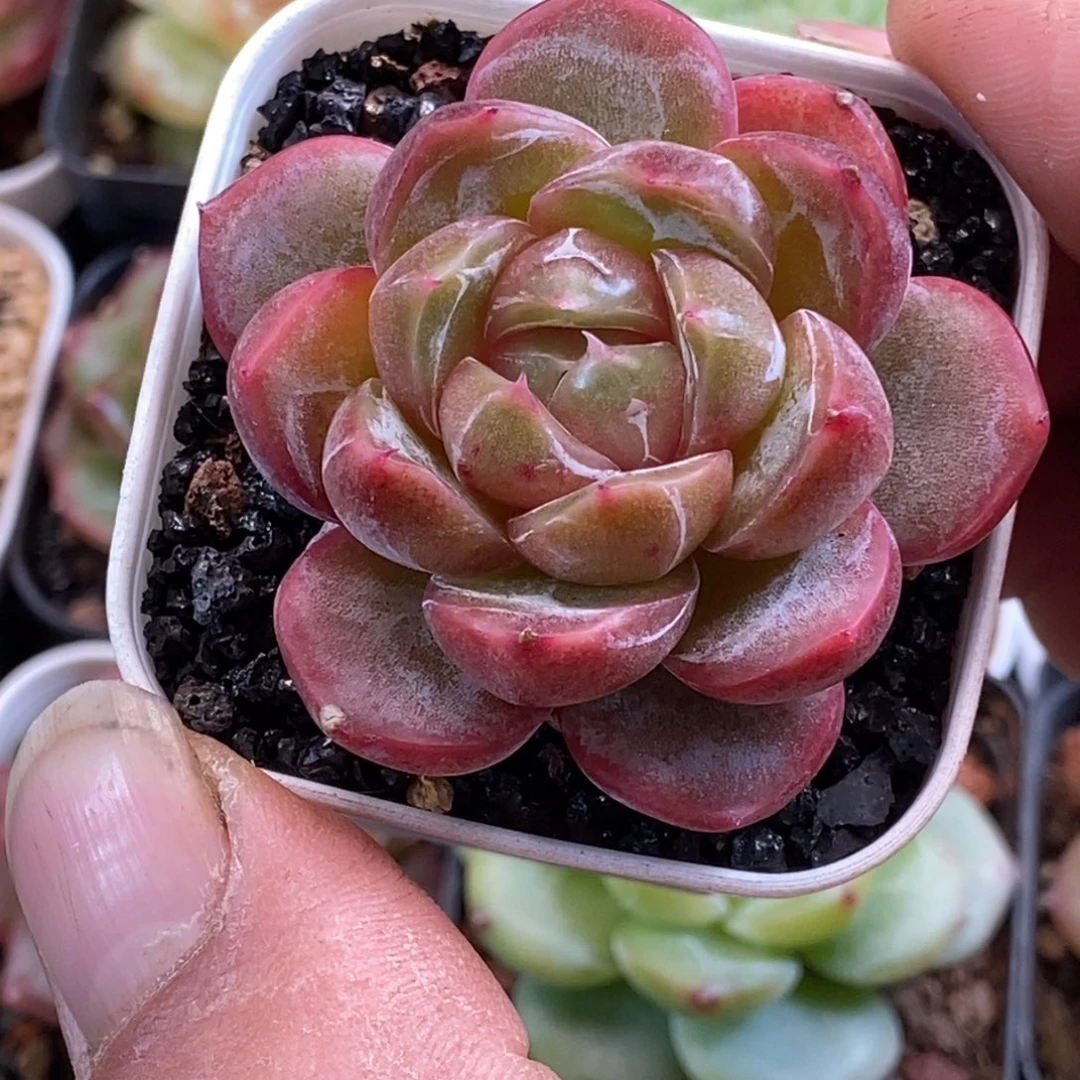 天官赐福百无禁忌