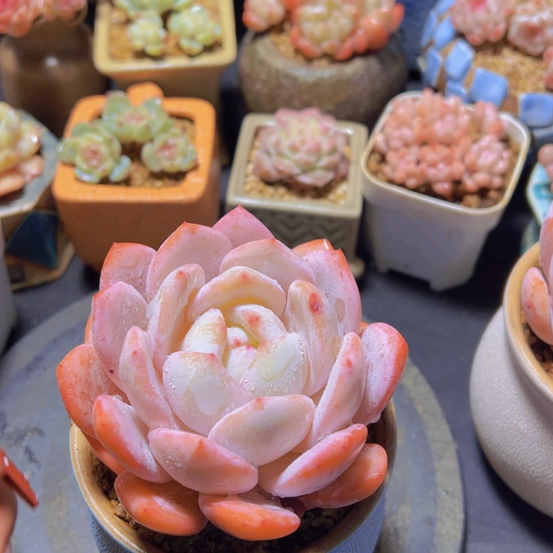 麻**将奶盖，多肉植物