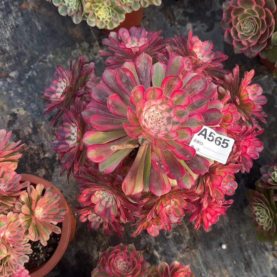 红铜白多肉植物565