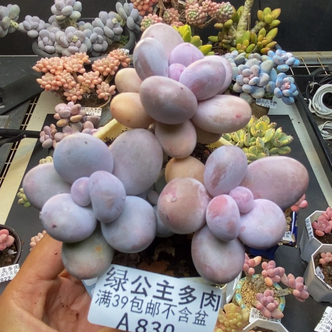 830水光针多肉6c m