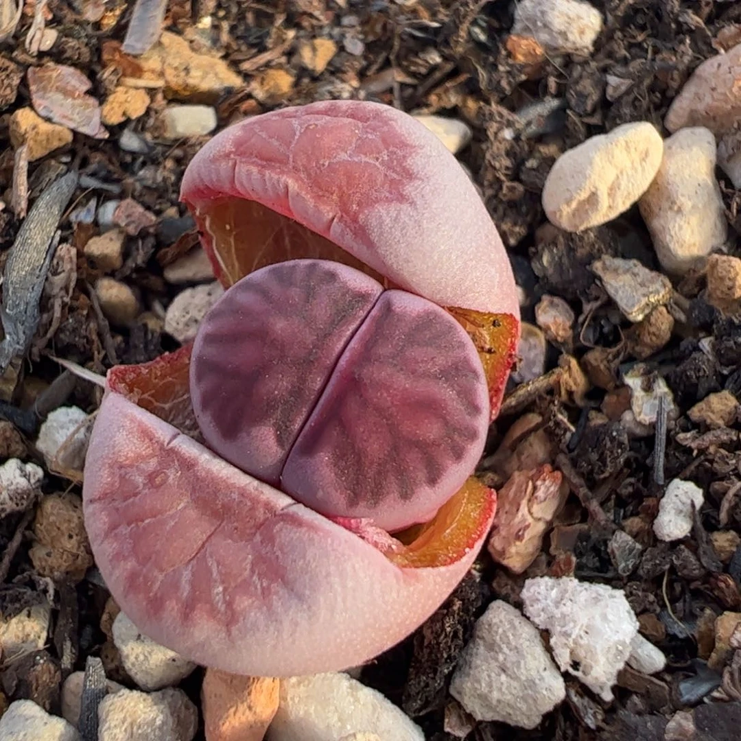 紫菊多肉植物百科199