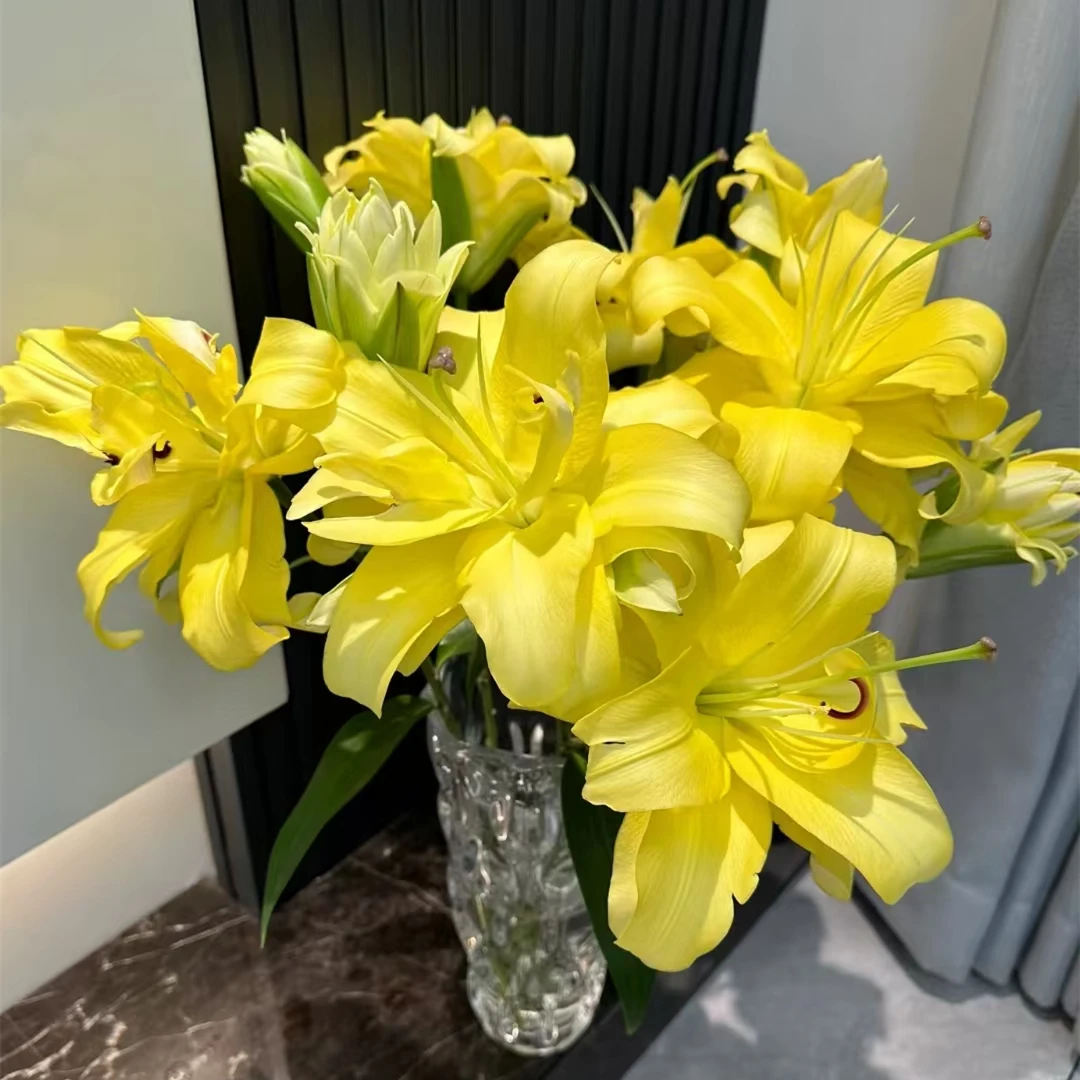 异国阳光【黄色系重瓣百合】【零度以下不拍保温棉不售后】