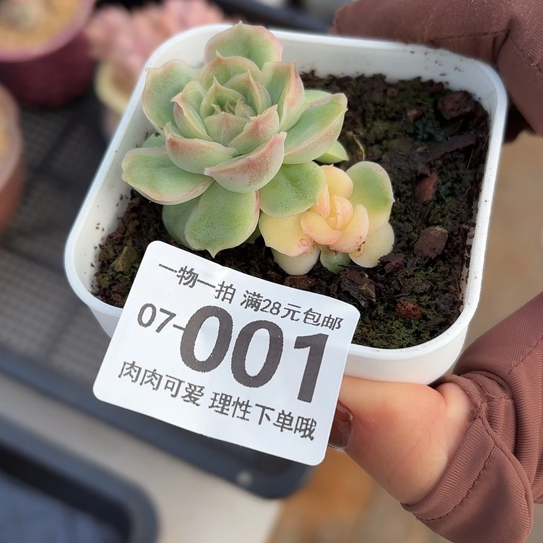 莹***球水晶虾饺无盆土发货无盆土无发货