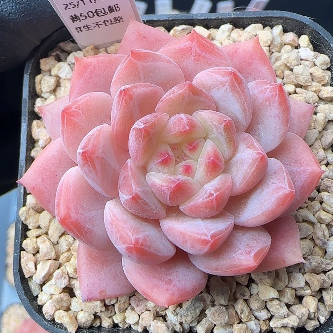 049   孤品  5厘米盆