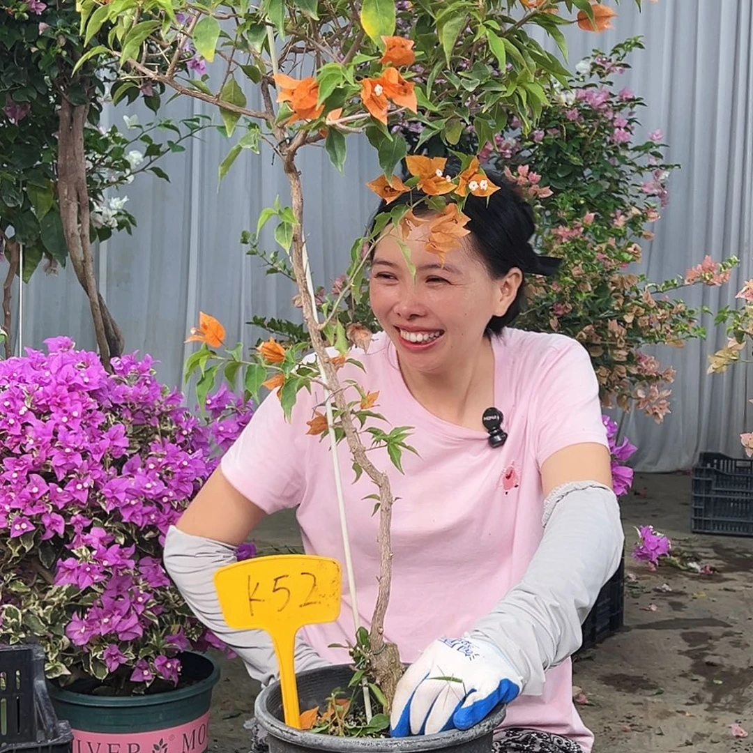 小***乐大部分花苞少量开放K52橙桑巴