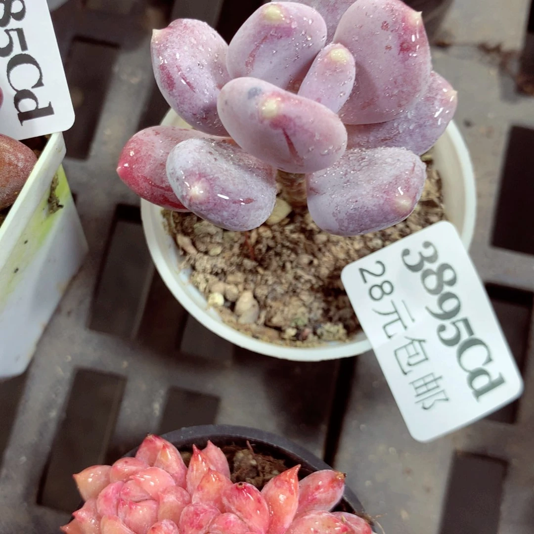 5厘米盆精控多肉3895