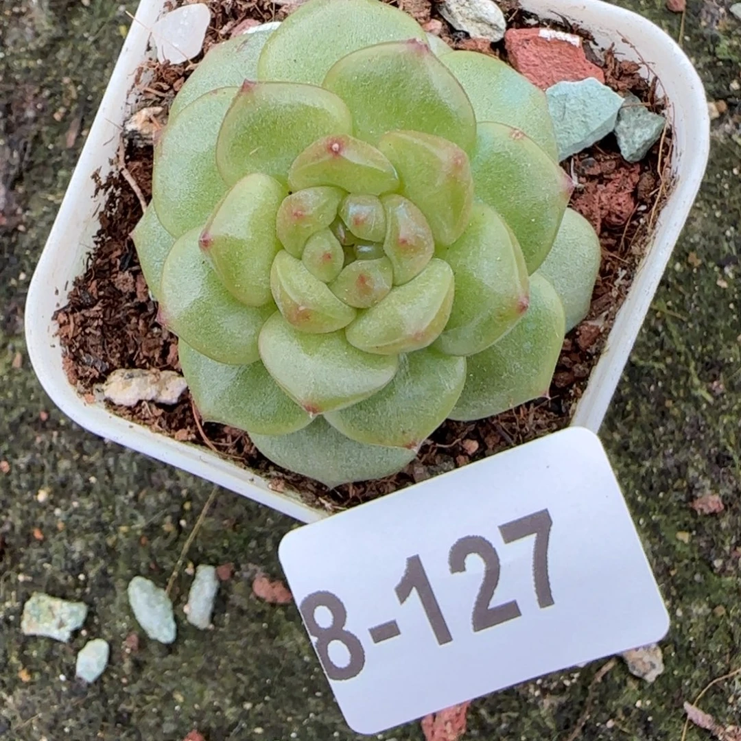 小卡拉米糖心一物一拍