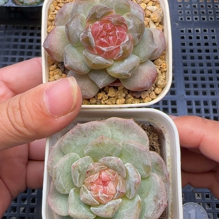 【满19.9包邮非偏远】069两颗