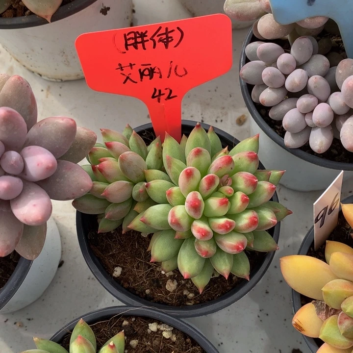 多肉植物727373737377372