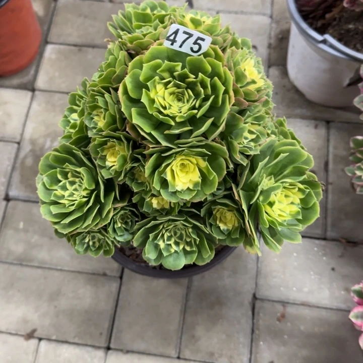 475号新尼亚法师植物