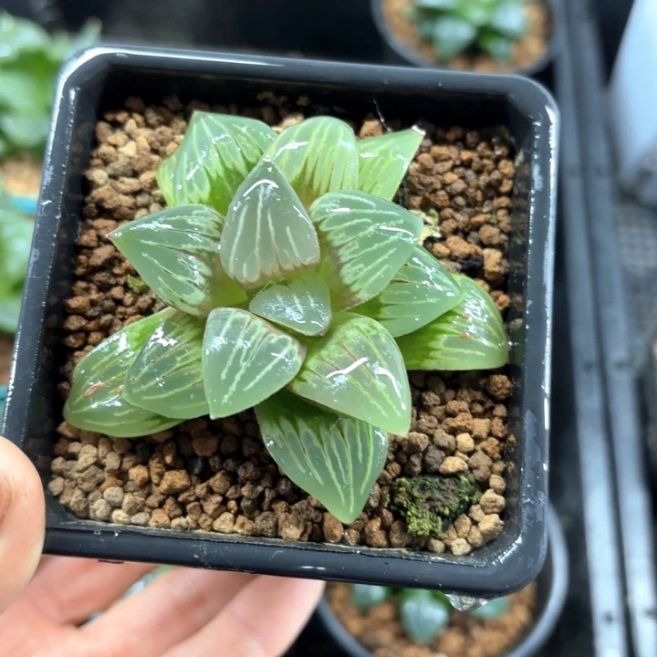 水晶银龟多肉植物