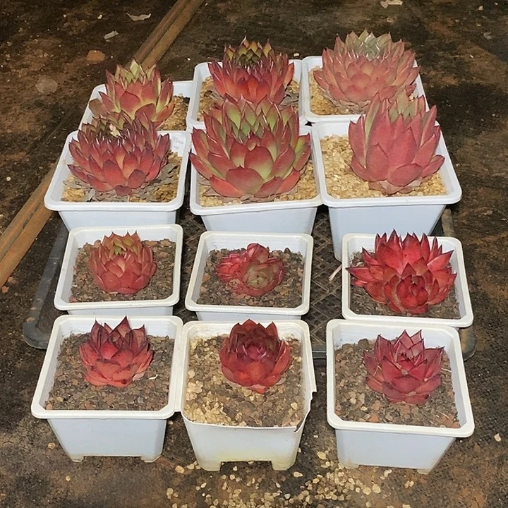 福利大漏12盆10