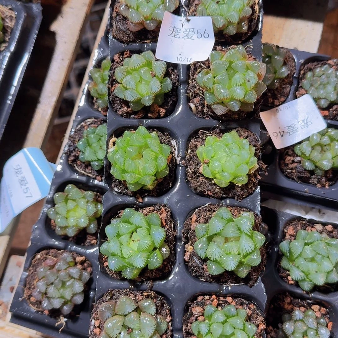 直播福利一物一拍56