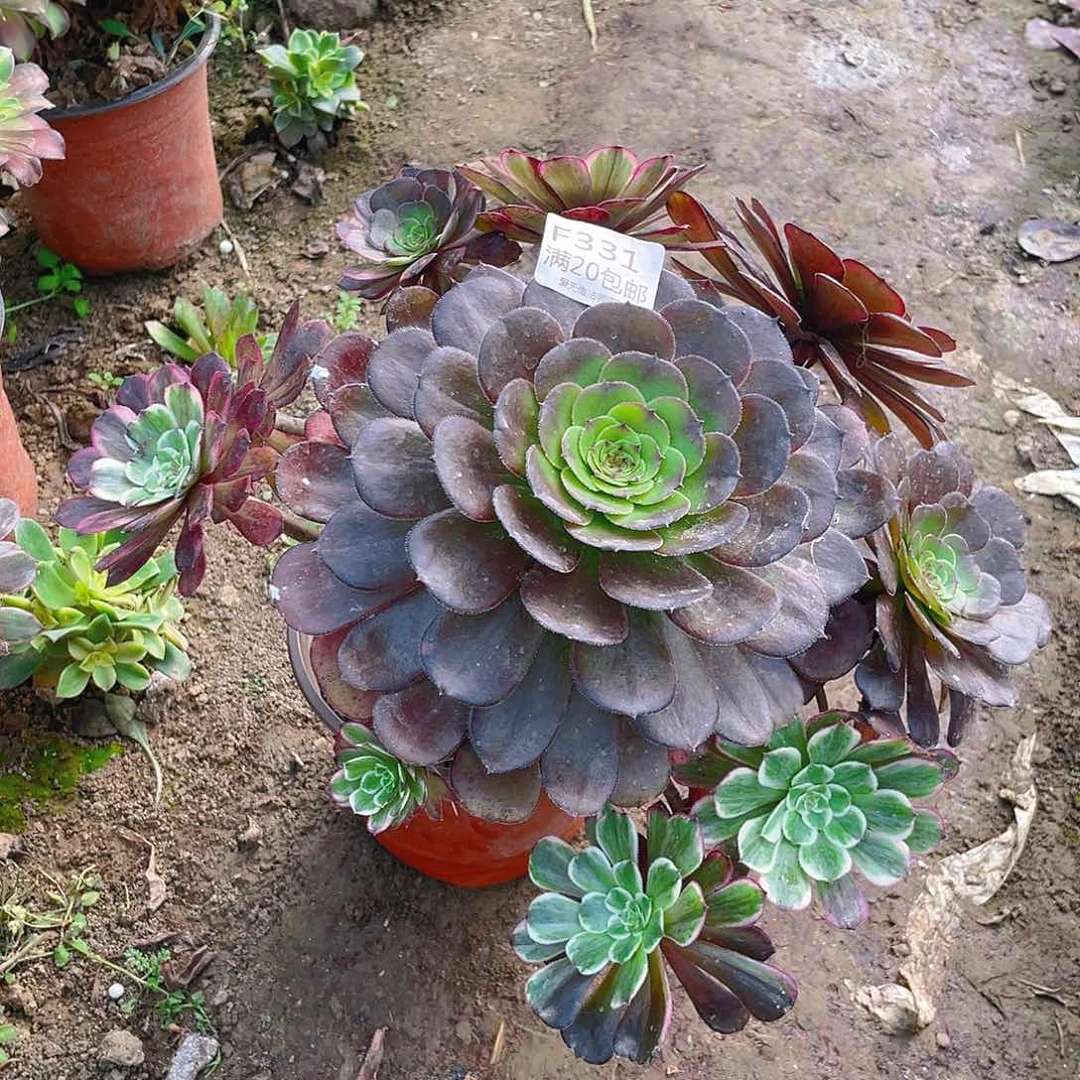 331水墨画多肉有老伤小损不包