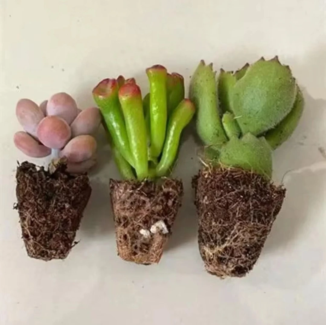 多肉夏季多肉植物肉锥粉桃蛋吸财树熊童子新手套餐室内好养易活