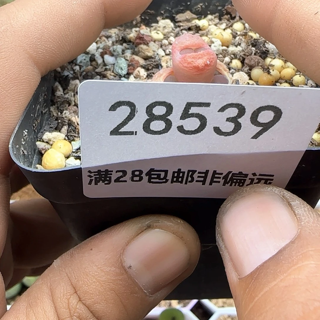 姬**君哈哈哈哈哈我28539