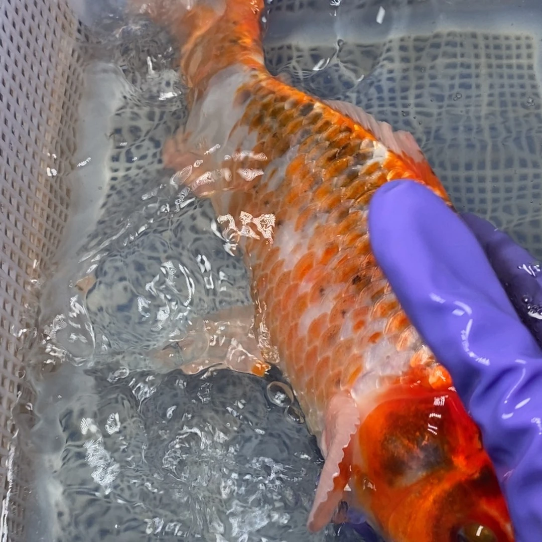 锦鲤冷水锦鲤包邮