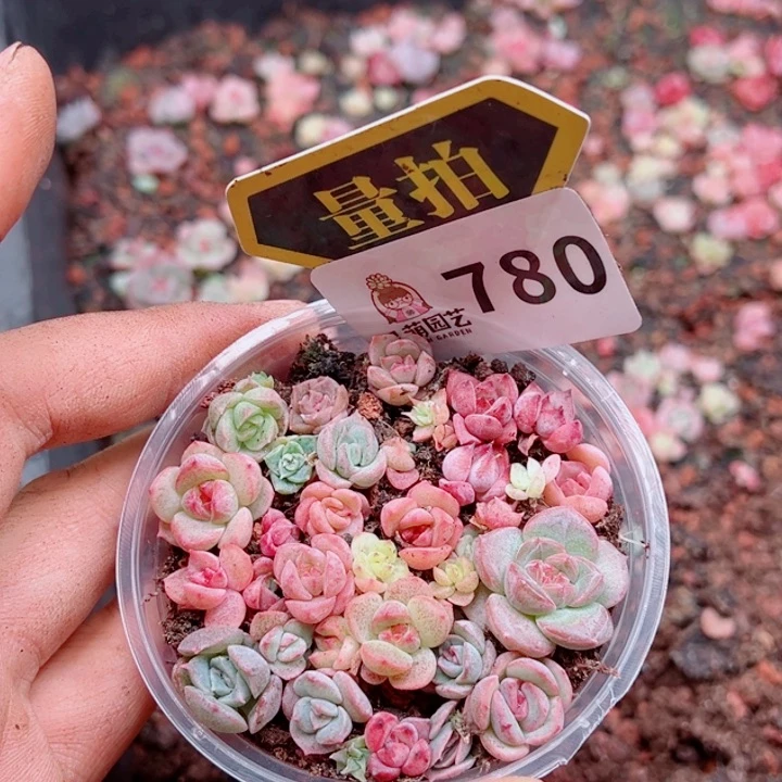 多肉植物多肉植物