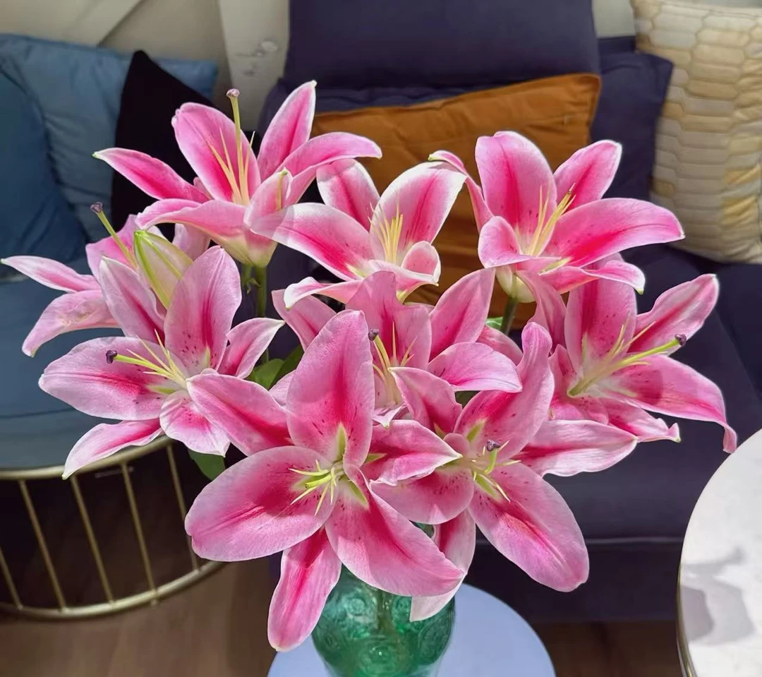 【多头/三头马伦哥香水百合】云南鲜花顺丰包邮