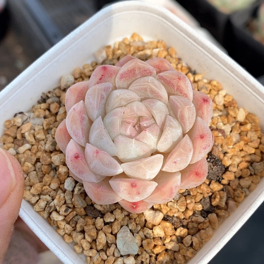 精品多肉一物一的拍187