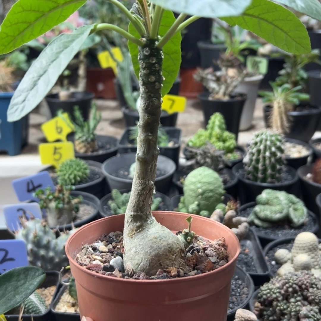 流桑带盆1111111111