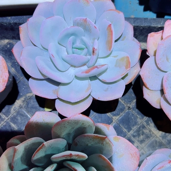 精品多肉植物奶茶两颗