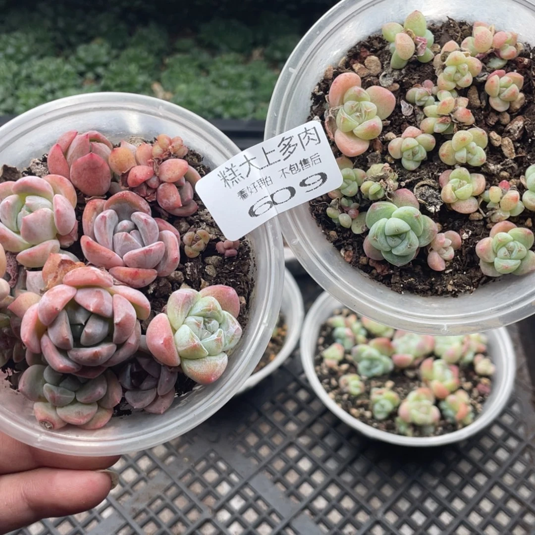 糕大上多肉植物609