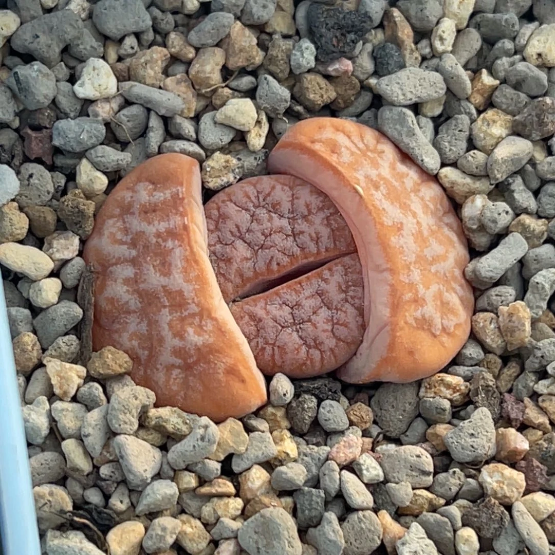 6467焦糖色拿铁母本一颗