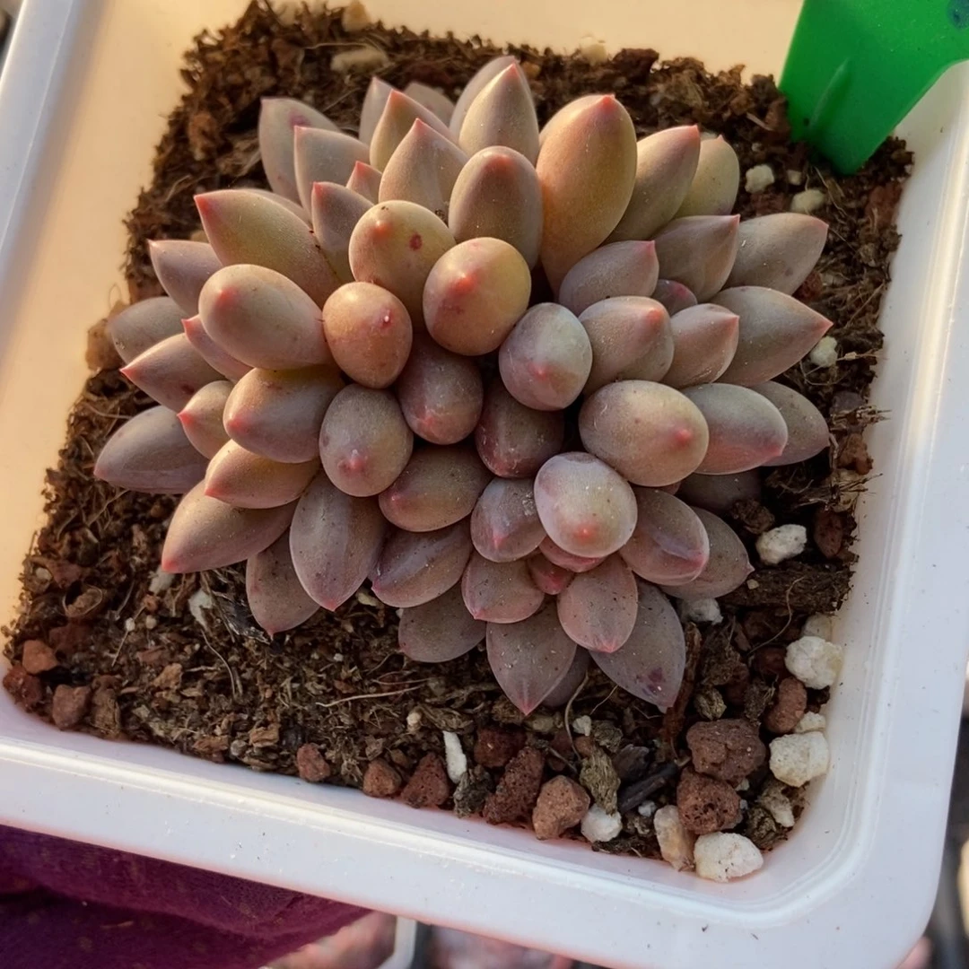 817水晶球多肉植物