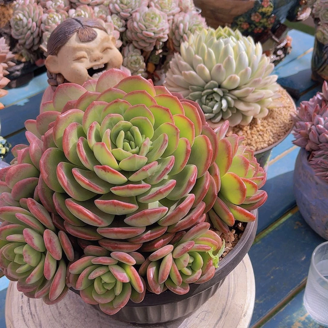 ?*然多肉拉萨不带盆安姐