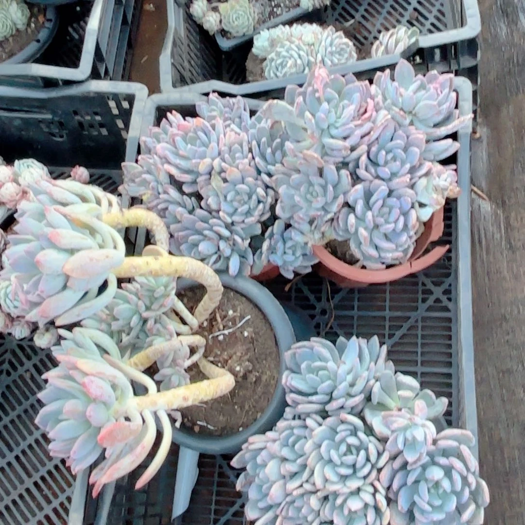 30号      灰姑娘