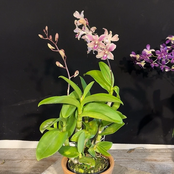 当前无花朵，栽培后可花朵烟熏1128