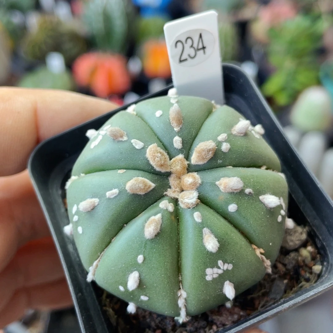 仙人球满28包邮盆口径5公分天眼