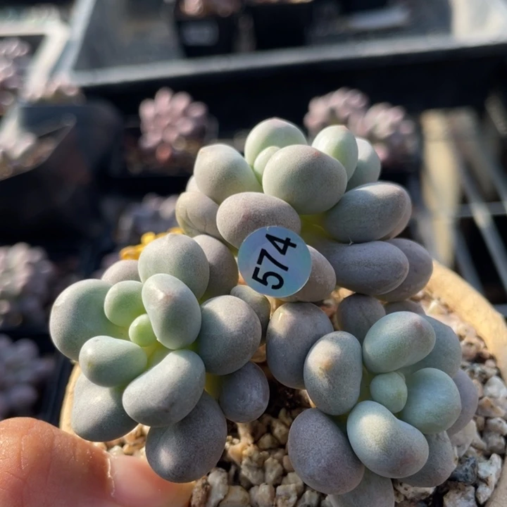 桃花奶酪多肉植物变异体
