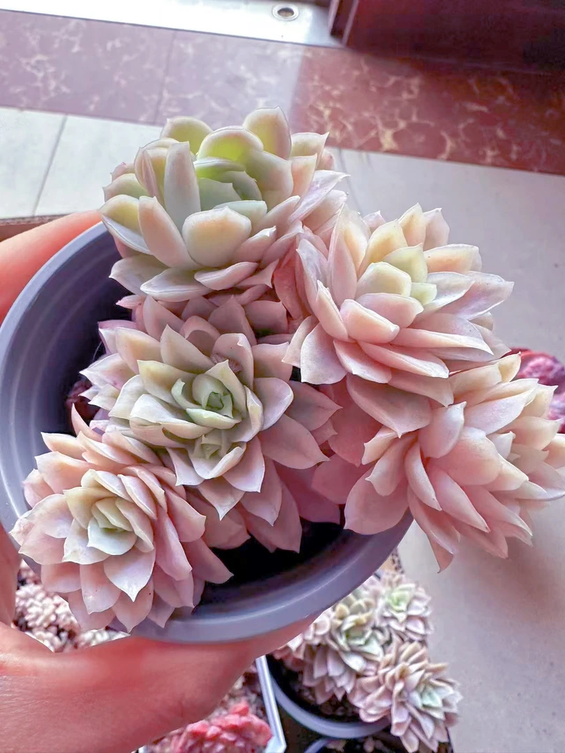 玫瑰女王锦多肉植物 （满9.9元包邮发货）