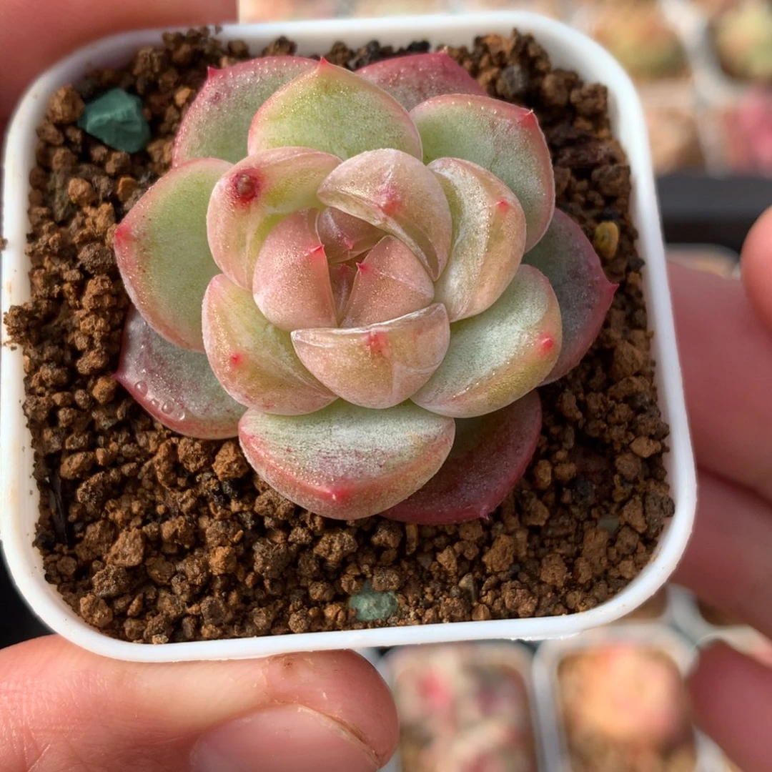 绿体白粉心。      爱情。 6号