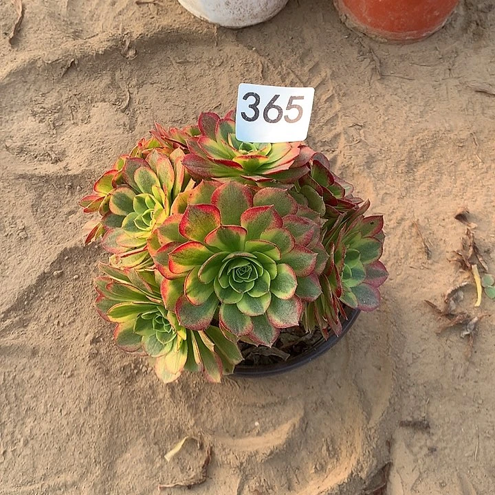 无花朵落***?365奶白有个干巴北