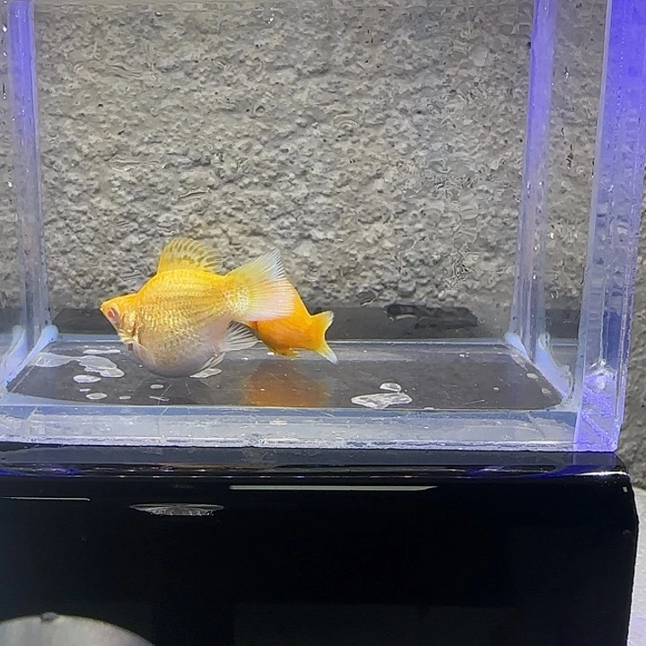 孔雀鱼黄金玛丽。3号