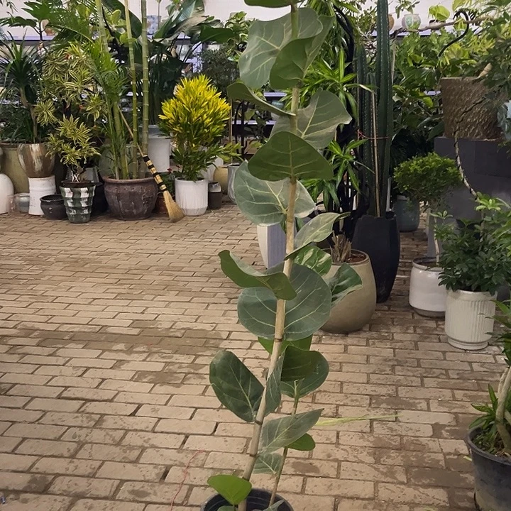 完全开放花陶园艺海葡萄盆栽带盆送托盘